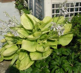 Hosta-Sum-and-Substance