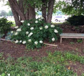 Hydrangea