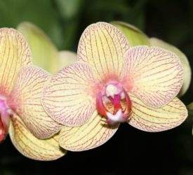 IMG_3248 orchid