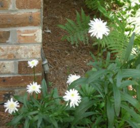 Ice-Star-Shasta-Daisy1