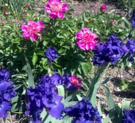 Iris-and-Peonies