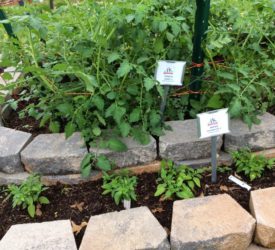 Jasper-Tomatoes-Cayennetta-Peppers