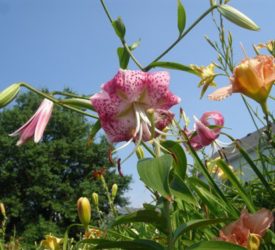 Lilium-speciosum-rubrum-Uchida