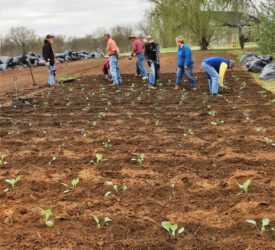 MGDG_PlantingVeggies2