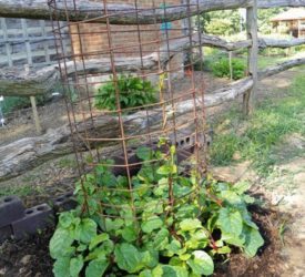 Malabar-Spinach