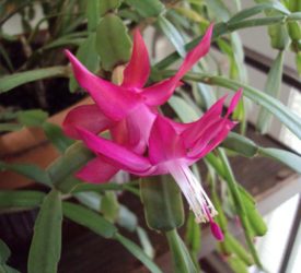 Mammaws_Christmas_Cactus_3-2-2010