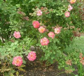 Mardi-Gras-Rose-in-full-bloom