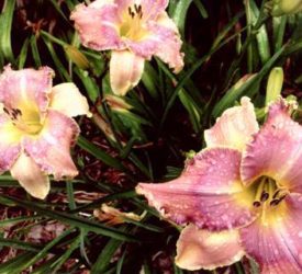 Mildred-Mitchell-Daylily