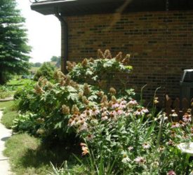 Oak-Leaf-Hydrangea-Coneflower