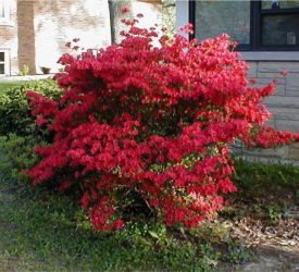 One-of-her-many-Azaleas