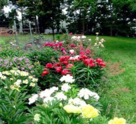 One-of-her-peony-beds