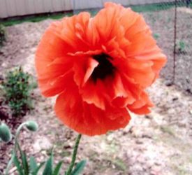 Orange-Oriental-Poppy