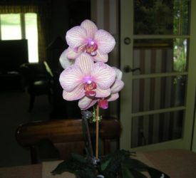 Orchid21