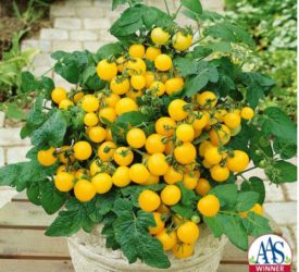 Patio Tomato Choice Yellow