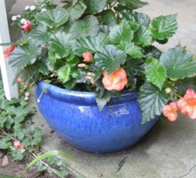 Peach-Bagonia-in-blue-pot