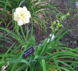 Peggy-Jeffcoat-Joiner-Daylily