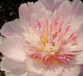 Peony-2