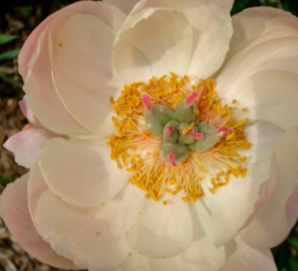 Peony-GIR