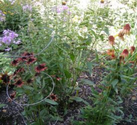 Phlox-Coneflowers