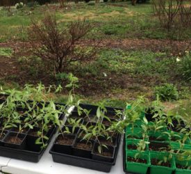 Photo 0776 shows the swamp milkweed plants that were given away to visitors to the open house.