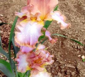 Pink-Purple-Iris