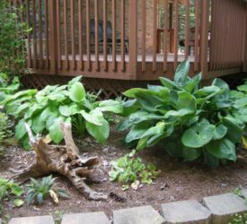 Plaintain-August-Lily-Hostas