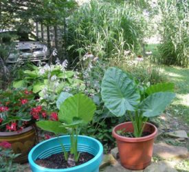 Potted-Elephant-Ears-and-Begonia