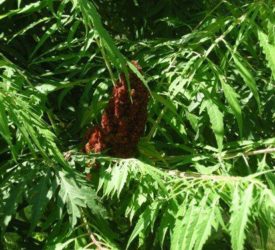 Red-Staghorn-Sumac