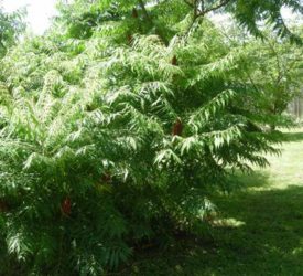 Red-Staghorn-Sumac1