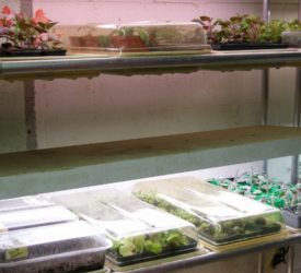 Seeds-and-propagation-system