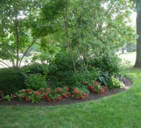 Shade-Garden-Berm-with-Begonias-Big-Red