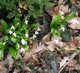 Snowdrops