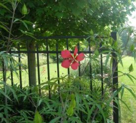 Texas-Star-Hardy-Hibiscus