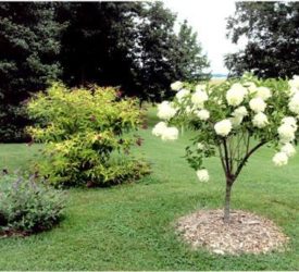 Tree-Hydrangea-with-butterfly-bushes