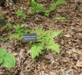 Upside-Down-Fern