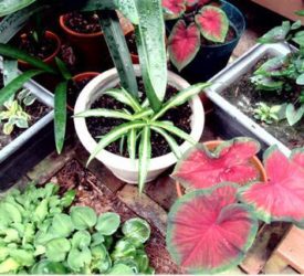 Various-potted-plants-by-deck