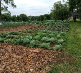 Vegetable-Garden (1)