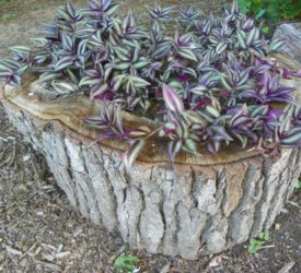 Wandering-Jew-in-Shade-Garden