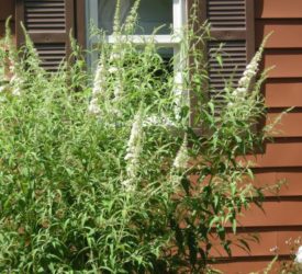 White-Butterfly-Bush