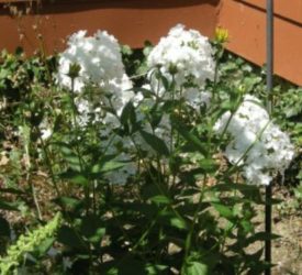 White-Phlox