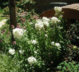 White-phlox-Coneflowers