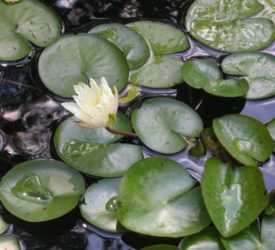 Yellow-Water-Lily