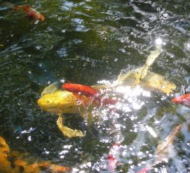 Yellow-butterfly-Coy-Black-Orange-Coy-with-Goldfish