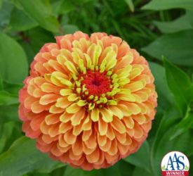 Zinnia Qeeny Lime Orange