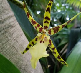 brassia orchid 2019