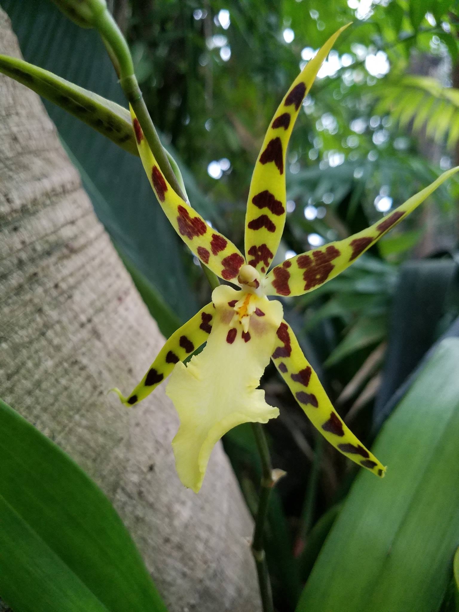 Brassia Orchid 2019 Southwestern Indiana Master Gardener Association