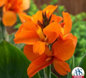 canna south pacific orange