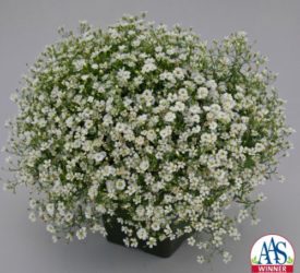 gypsophilia gypsy white improved