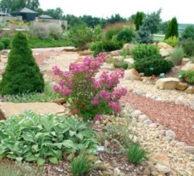 Rock Garden.  Lambs' Ear; dwarf Alberta Spruce and Crepe Myrtle.