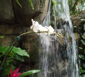 phalaenopsis - waterfall 2019